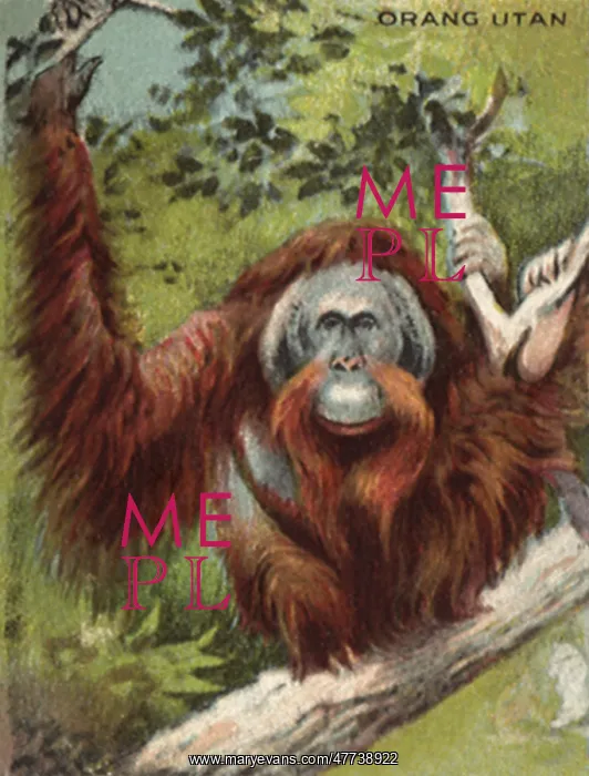  : Orang Utan