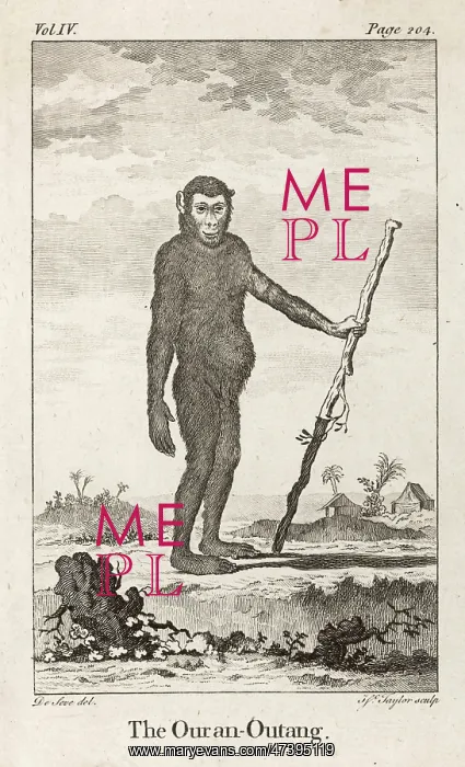: ORANG-UTAN (C18) : ORANG-UTAN (C18)