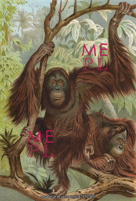  : ORANG-UTAN (LYDEKER)