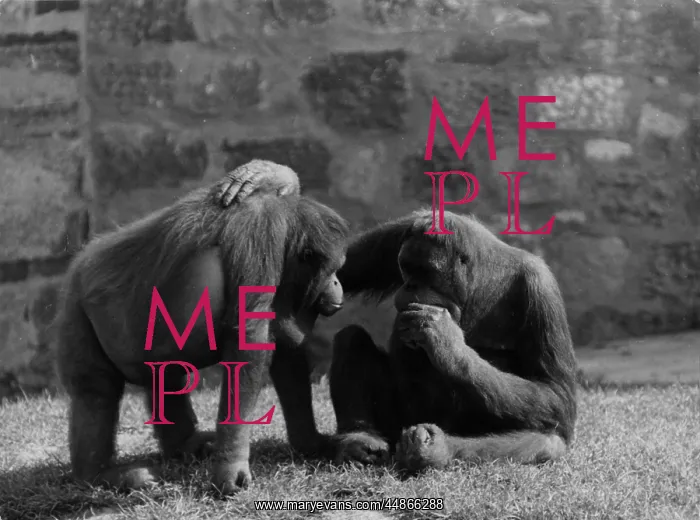 : ORANG UTAN PALS : ORANG UTAN PALS