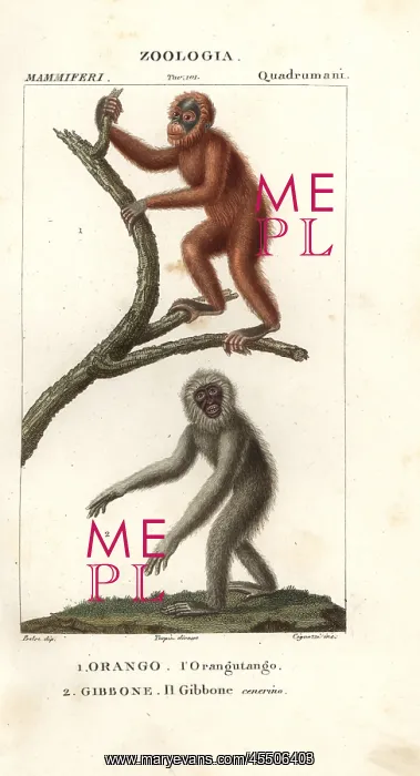 : Orang utan, Pongo pygmaeus (endangered) and : Orang utan, Pongo pygmaeus (endangered) and