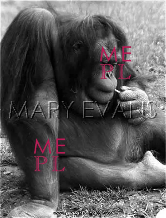 : ORANG UTAN RUMINATING : ORANG UTAN RUMINATING