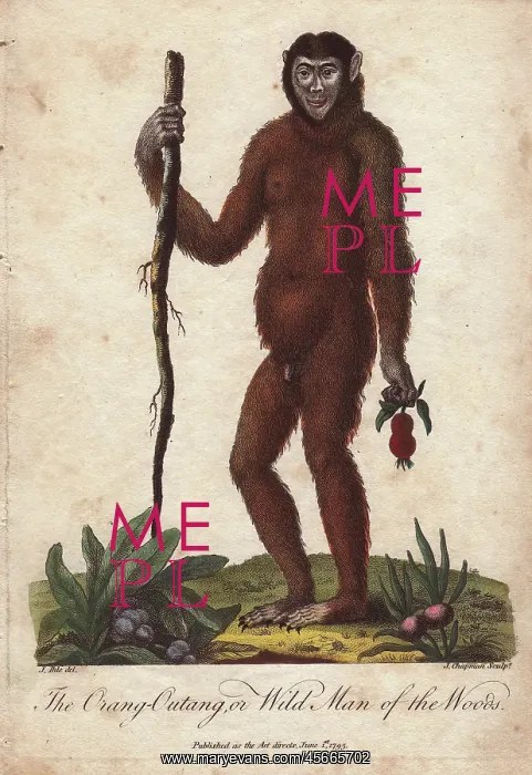 : The Orang Utan or Wild Man of the Woods (Pongo : The Orang Utan or Wild Man of the Woods (Pongo