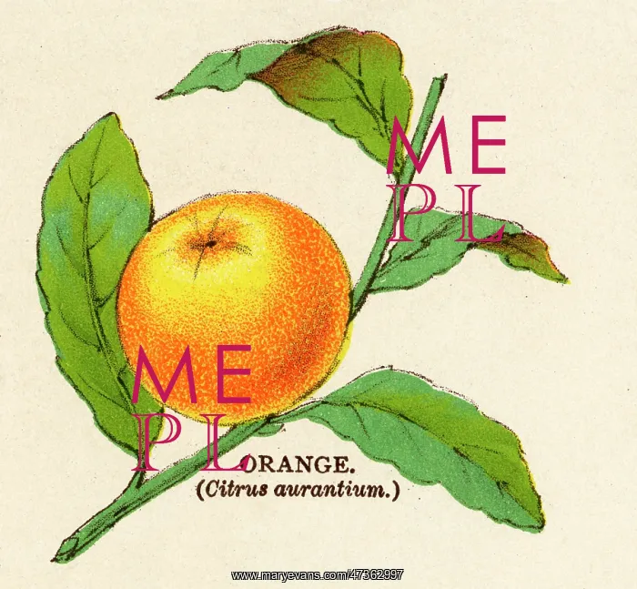  : ORANGE. CITRUS AURANTIUM