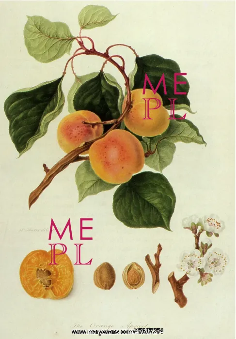  : Orange Apricots