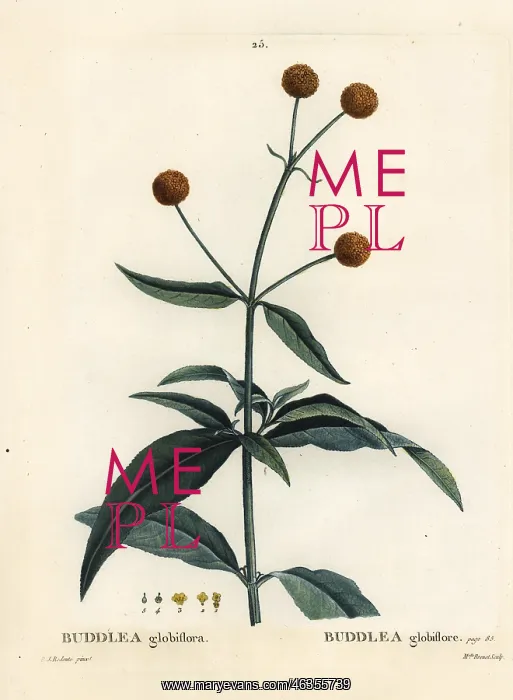 : Orange-ball-tree or orange ball buddleja, Buddleja globosa : Orange-ball-tree or orange ball buddleja, Buddleja globosa