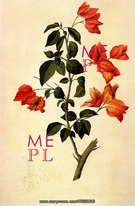 : Orange Bougainvillaea : Orange Bougainvillaea