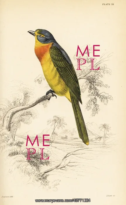 : Orange-breasted bushshrike, Chlorophoneus sulfureopectus : Orange-breasted bushshrike, Chlorophoneus sulfureopectus