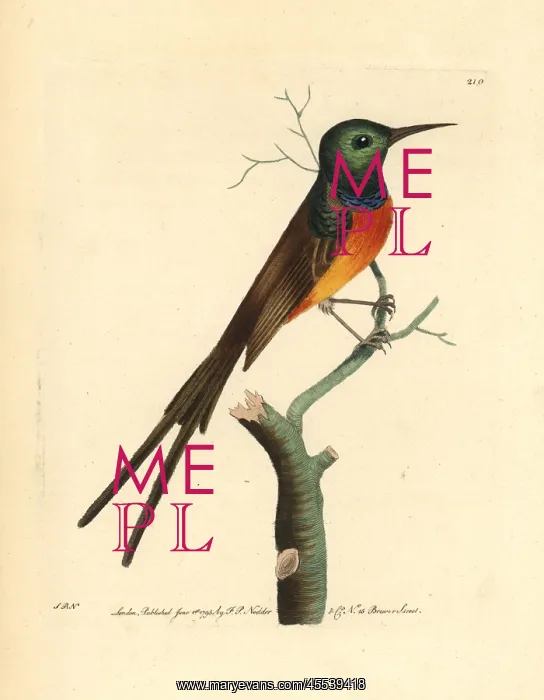 : Orange-breasted sunbird, Anthobaphes violacea : Orange-breasted sunbird, Anthobaphes violacea