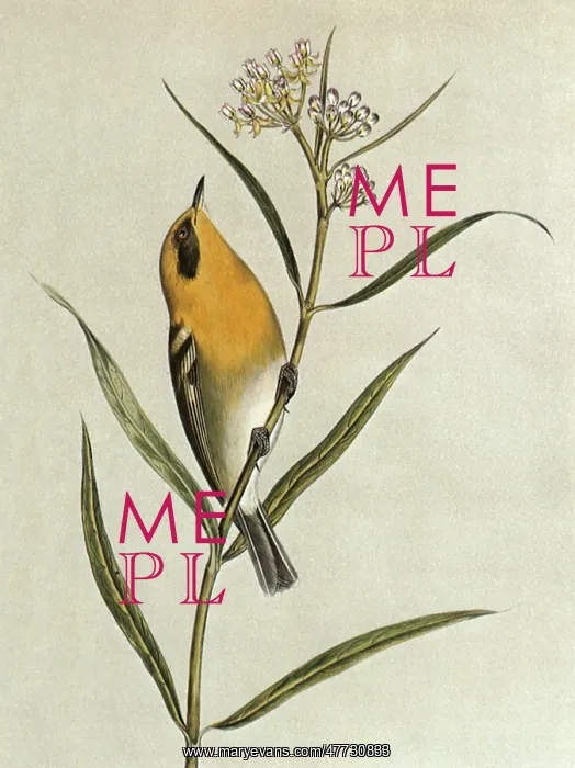  : Orange-breasted Warbler, Sylvicola olivacea