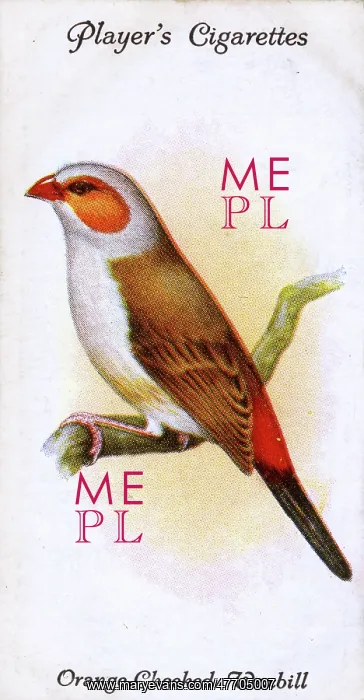  : Orange-Cheeked Waxbill