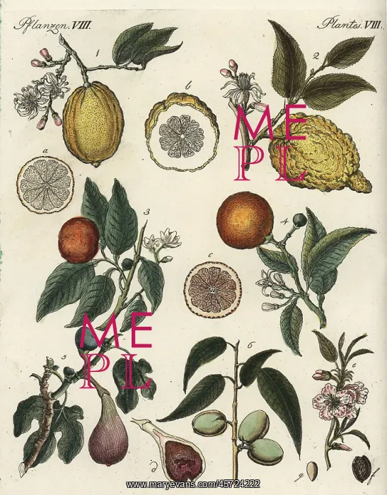 : Orange, citron, fig and almond : Orange, citron, fig and almond