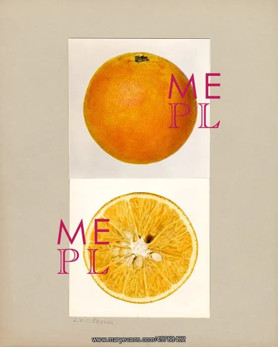 : orange - citrus - fruit - food : orange - citrus - fruit - food