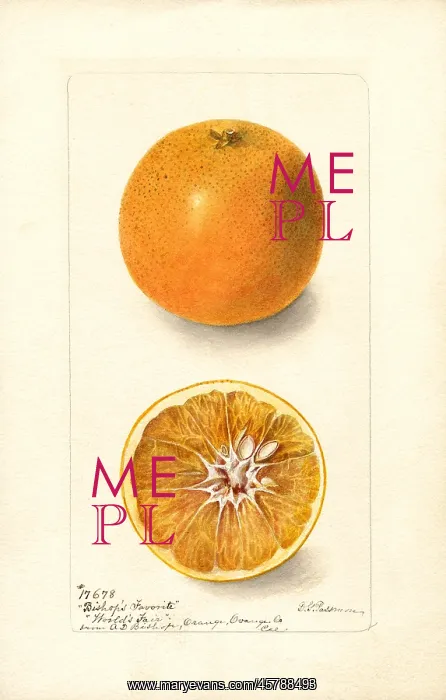 : orange - citrus - fruit - food : orange - citrus - fruit - food