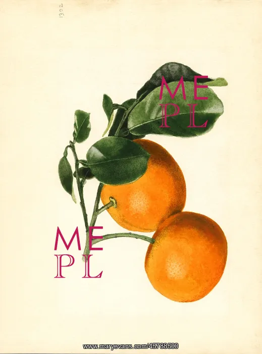 : orange - citrus - fruit - food : orange - citrus - fruit - food