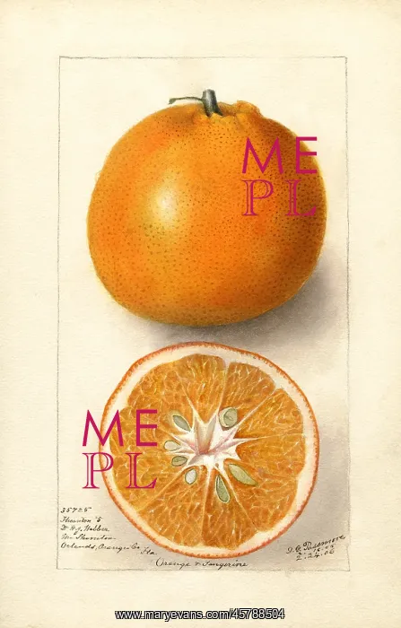 : orange - citrus - fruit - food : orange - citrus - fruit - food