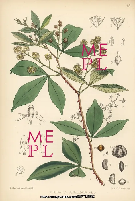 : Orange climber, Toddalia asiatica : Orange climber, Toddalia asiatica