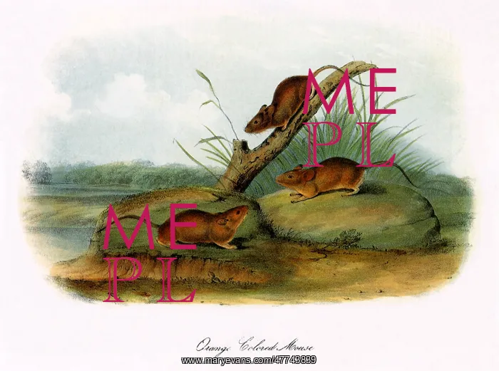  : Orange-Colored Mice