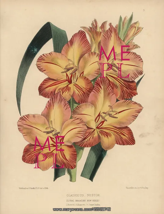 : Orange and crimson Gladiolus nestor : Orange and crimson Gladiolus nestor