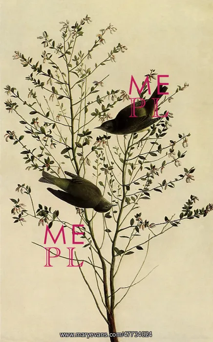  : Orange-Crowned Warblers