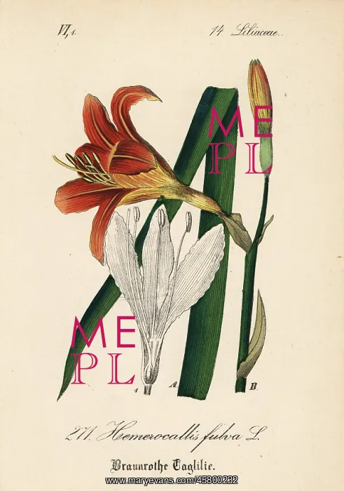 : Orange day lily, Hemerocallis fulva : Orange day lily, Hemerocallis fulva
