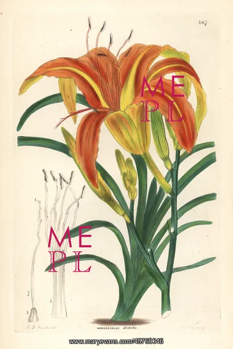 : Orange day-lily, Hemerocallis fulva var. angustifolia : Orange day-lily, Hemerocallis fulva var. angustifolia