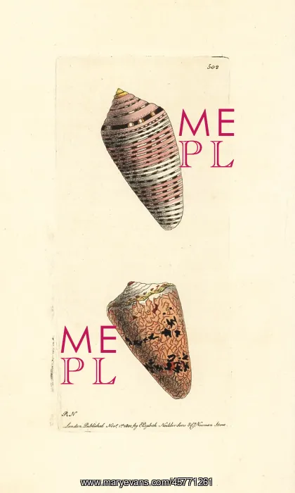 : Orange flag and cobweb cone shells, Conus : Orange flag and cobweb cone shells, Conus