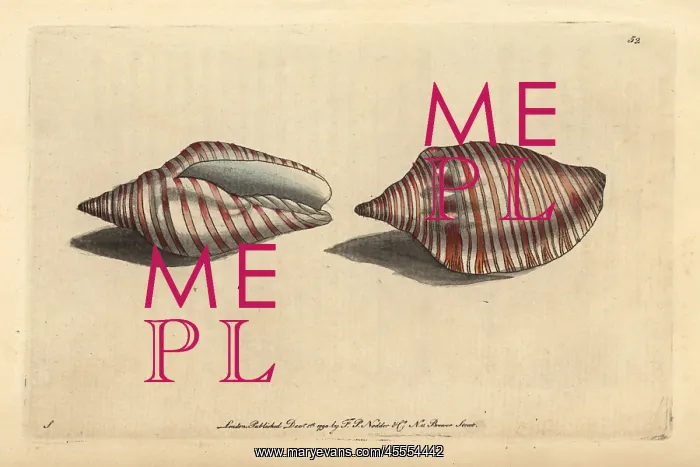 : Orange flag shell or orange-striped volute, Voluta arausiaca : Orange flag shell or orange-striped volute, Voluta arausiaca