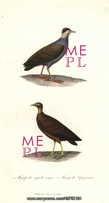 : Orange-footed scrubfowl and Micronesian scrubfowl : Orange-footed scrubfowl and Micronesian scrubfowl