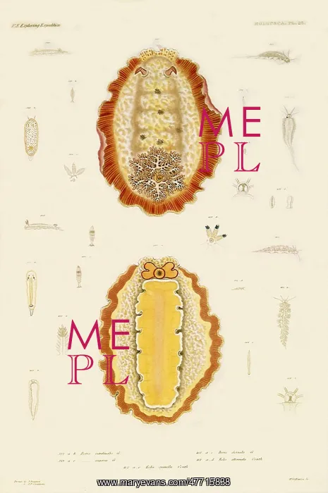 : Orange Fringed Slug : Orange Fringed Slug