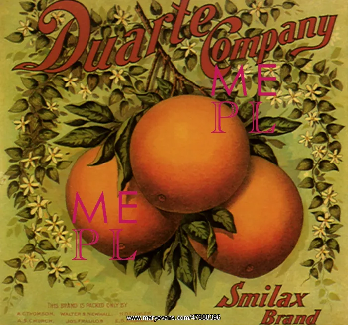  : Orange Fruit Label