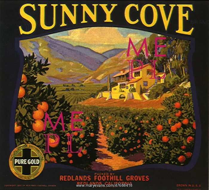  : Orange Grove