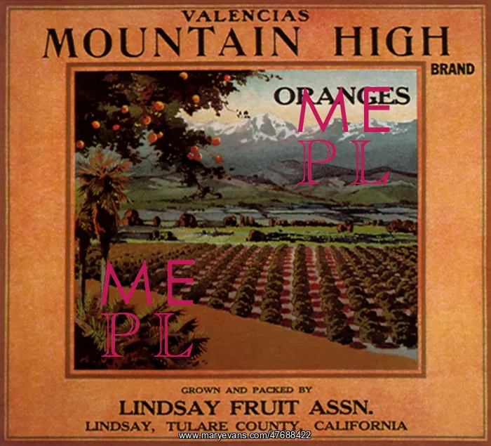  : Orange Groves