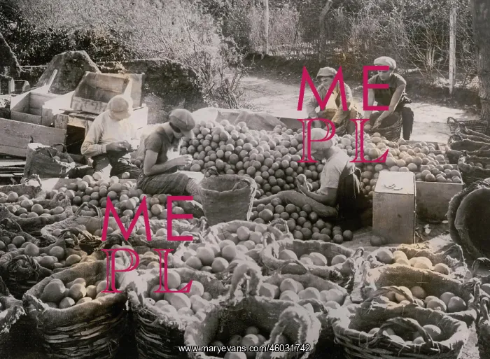 : Orange harvest in Palestine : Orange harvest in Palestine