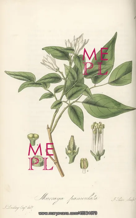 : Orange jasmine, Murraya paniculata : Orange jasmine, Murraya paniculata