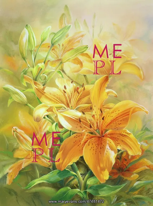  : Orange Lilies ' Enchantment