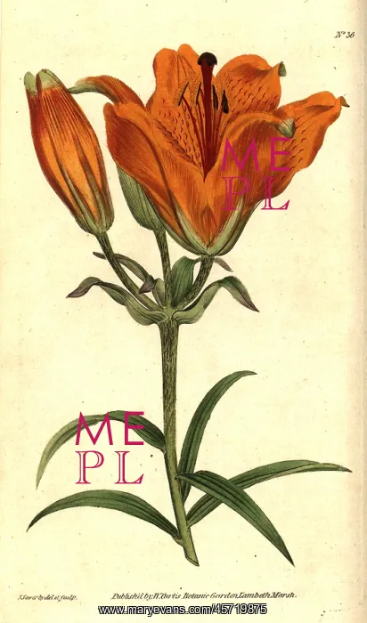 : Orange lily, Lilium bulbiferum : Orange lily, Lilium bulbiferum
