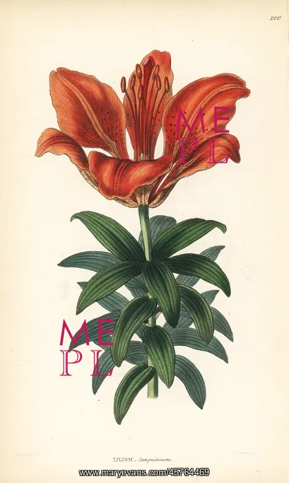 : Orange lily, Lilium bulbiferum : Orange lily, Lilium bulbiferum