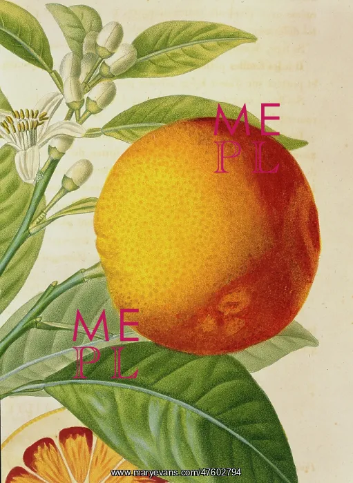 : Orange de Malte, Maltese blood orange : Orange de Malte, Maltese blood orange