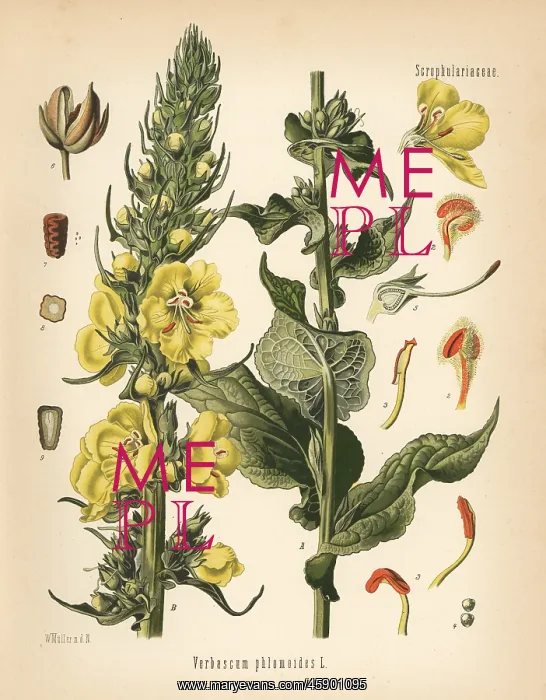 : Orange mullein, Verbascum phlomoides : Orange mullein, Verbascum phlomoides