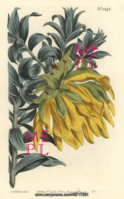 : Orange nodding-head or mountain dahlia, Liparia splendens : Orange nodding-head or mountain dahlia, Liparia splendens
