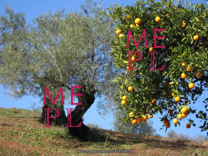  : Orange and olive trees in early spring, Andalucia, Spain