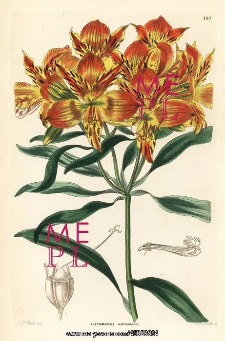 : Orange Peruvian lily, Alstroemeria aurea : Orange Peruvian lily, Alstroemeria aurea