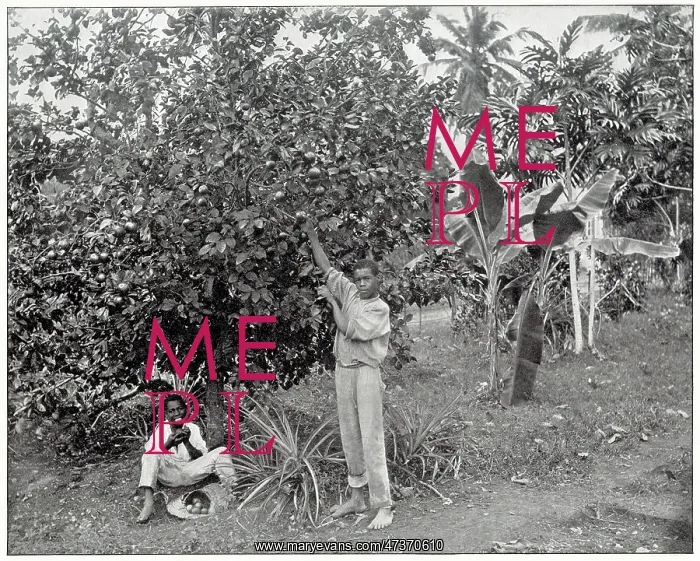 : Orange picking in Jamaica : Orange picking in Jamaica