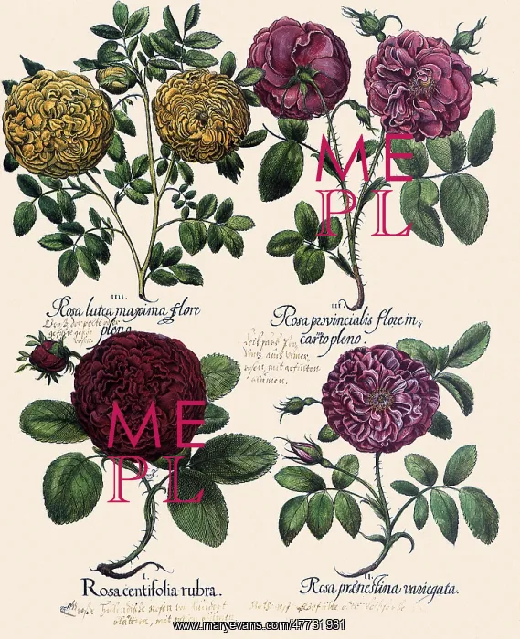 : Orange, Pink, and Red Roses : Orange, Pink, and Red Roses
