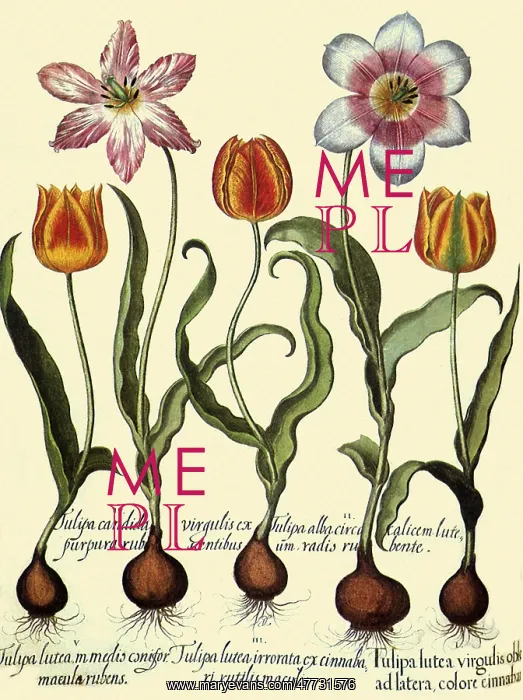 : Orange and Pink Tulips : Orange and Pink Tulips