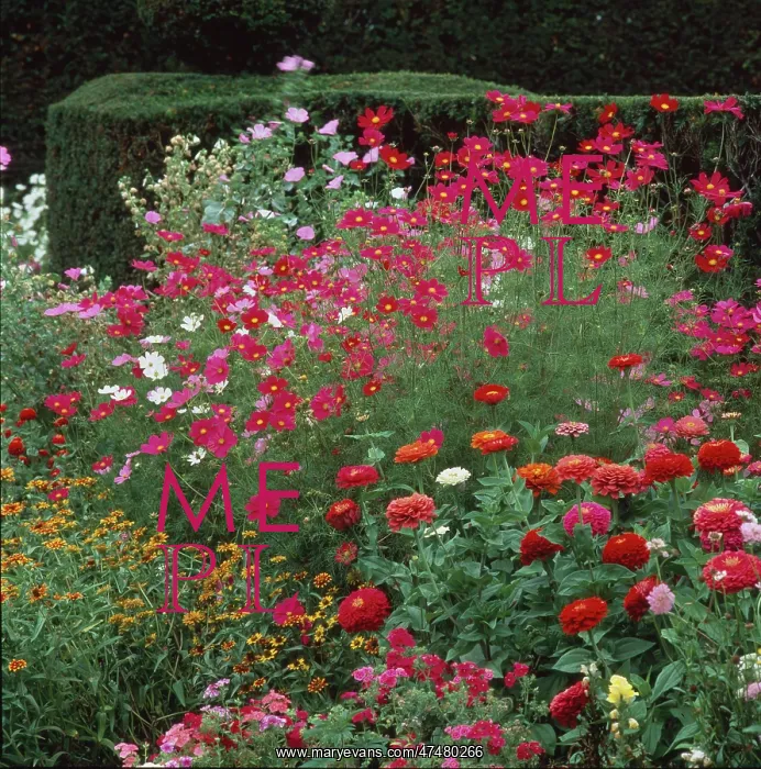 : Orange, red and pink flowers ' Normandy : Orange, red and pink flowers ' Normandy