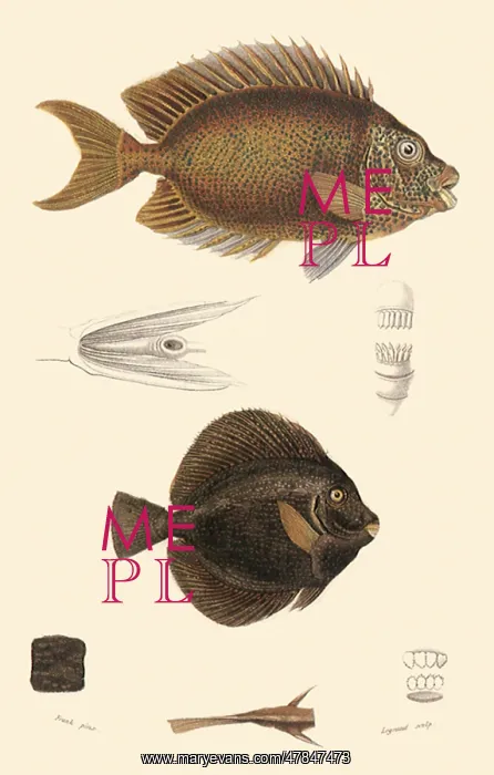  : Orange Spinefoot and Surgeonfish