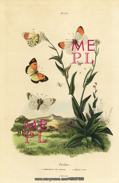 : Orange tip and blue-spotted Arab : Orange tip and blue-spotted Arab