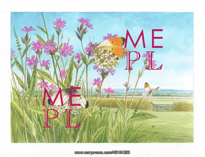 : Orange Tip butterflies on Campion : Orange Tip butterflies on Campion
